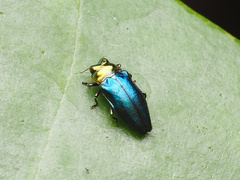 Endelus cupido