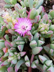 Oscularia steenbergensis