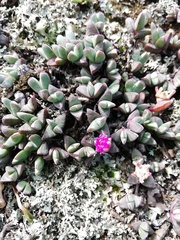 Antimima granitica