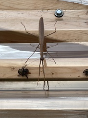 Tenodera angustipennis