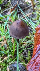 Panaeolus acuminatus