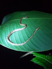 Leptodeira