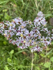 Symphyotrichum undulatum
