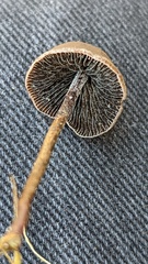 Panaeolus acuminatus