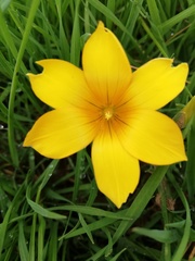 Romulea saldanhensis