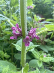 Stachys mexicana