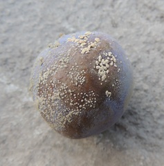 Monilinia fructigena