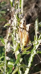 Paroxya atlantica