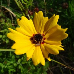 Coreopsis basalis