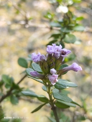 Duranta triacantha