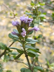 Duranta triacantha