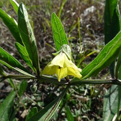 Physalis angustifolia