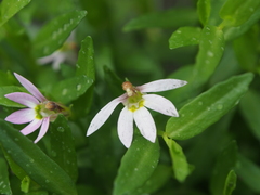 Lobelia chinensis