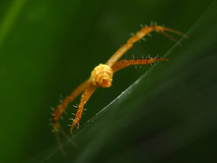 Argiope dang
