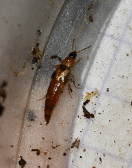 Lordithon trinotatus