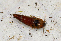 Lordithon trinotatus