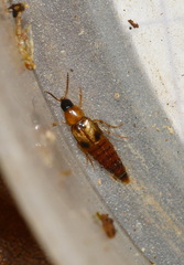 Lordithon trinotatus