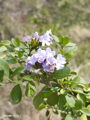 Duranta
