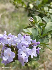 Duranta