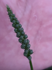 Albuca virens virens