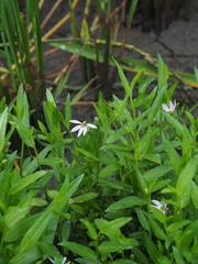 Lobelia chinensis