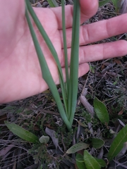 Albuca virens virens
