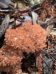 Ramaria botrytis