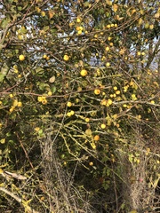 Malus sylvestris