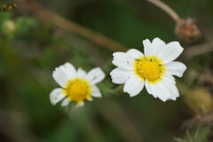 Cladanthus mixtus