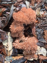 Ramaria botrytis