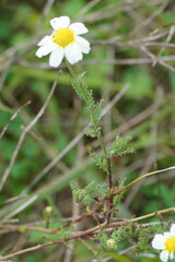 Cladanthus mixtus