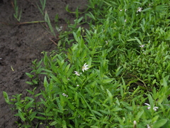 Lobelia chinensis