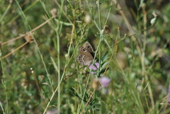 Satyrus actaea