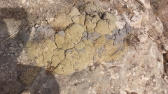 Acantholimon