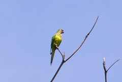 Eupsittula aurea