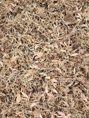 Atriplex verrucifera