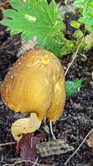 Pluteus chrysophaeus