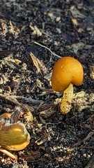 Pluteus chrysophaeus