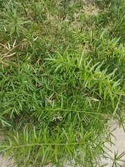 Senecio bipinnatisectus