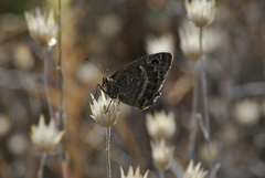 Satyrus actaea
