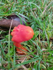 Hygrocybe