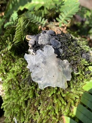 Tremella fuciformis