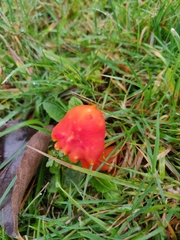 Hygrocybe
