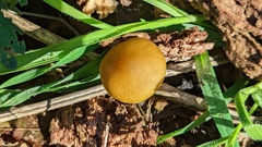 Pluteus chrysophaeus