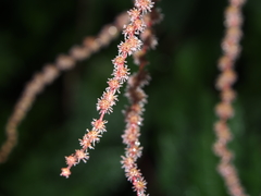 Boehmeria silvestrii