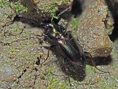 Agonum muelleri