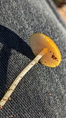 Pluteus chrysophaeus
