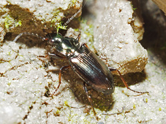 Agonum muelleri