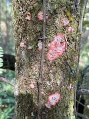 Herpothallon rubrocinctum