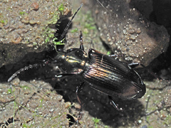 Agonum muelleri